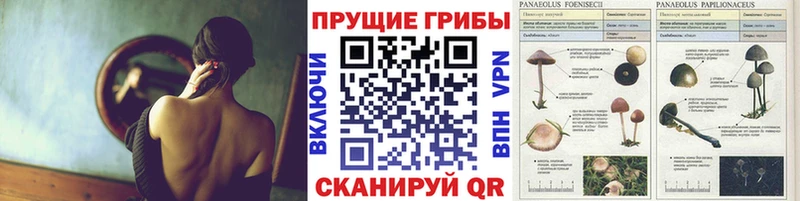 Галлюциногенные грибы GOLDEN TEACHER Богучар